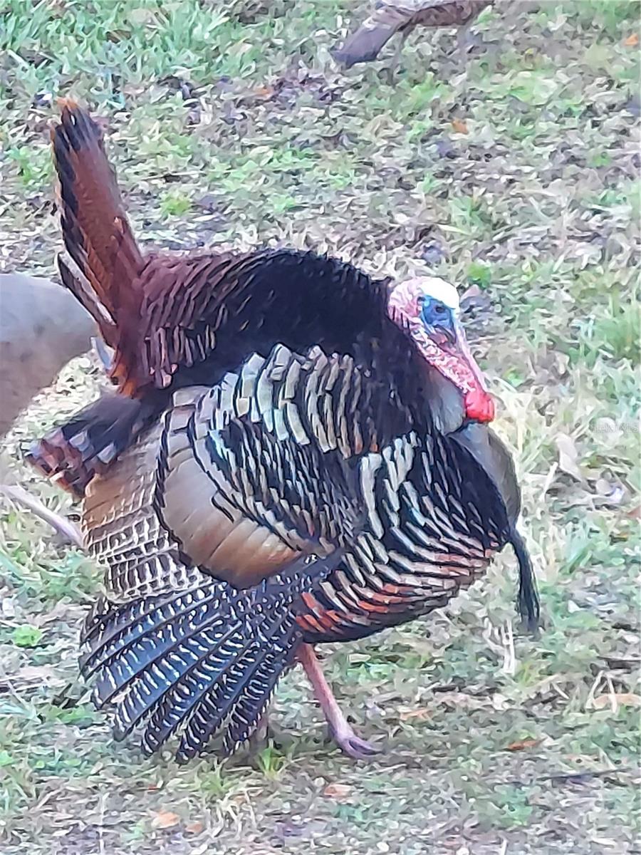 ASSESSORS BETTS GRANT - Residential