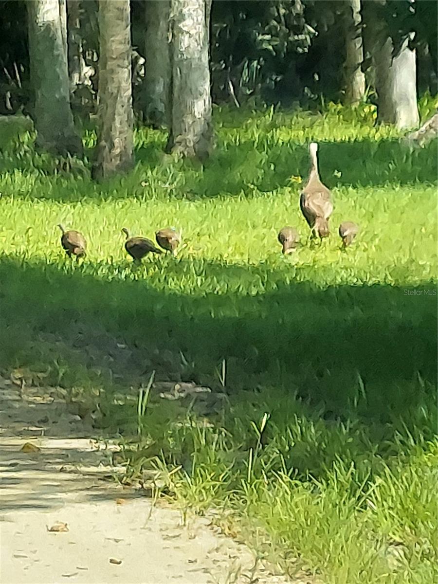 ASSESSORS BETTS GRANT - Residential