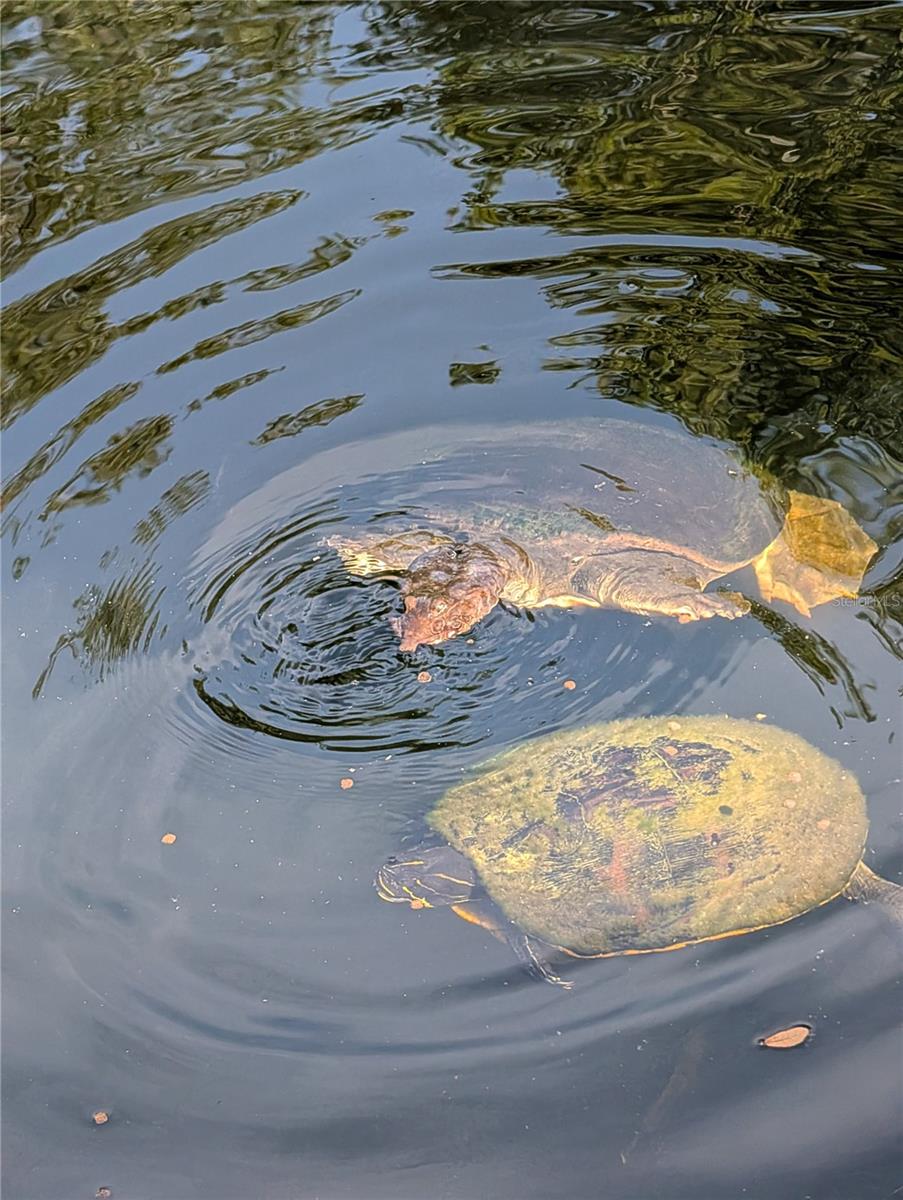 ASSESSORS BETTS GRANT - Residential