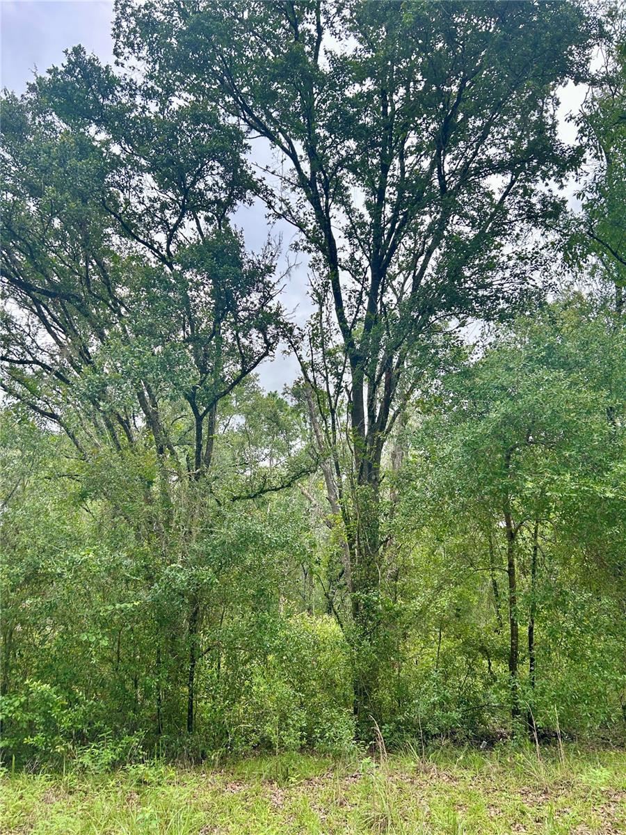 Discover the potential of this beautiful piece of vacant land, comprised of four separate parcels totaling almost 1 acre. Whether you're ready to build your dream home or looking for the perfect spot to invest in the future, this property offers flexibility, space, and endless possibilities. With multiple parcels, you can design your own estate, a multi-home setup, or simply enjoy the extra elbow room. Split, sell, or hold—this versatile property is a smart buy with great long-term potential. Nestled in a quiet area, yet conveniently near shopping, dining, and main highways. No HOA – Giving you the freedom to create the lifestyle you want. Don't miss out on this unique opportunity to own land with options!