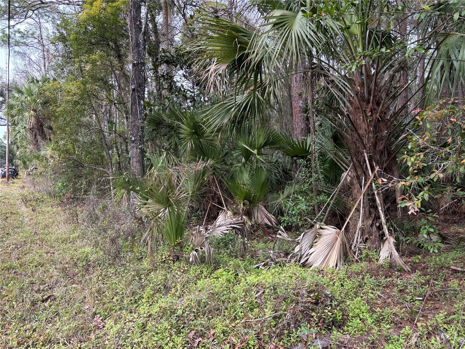 HOMOSASSA UNIT 05 - Land