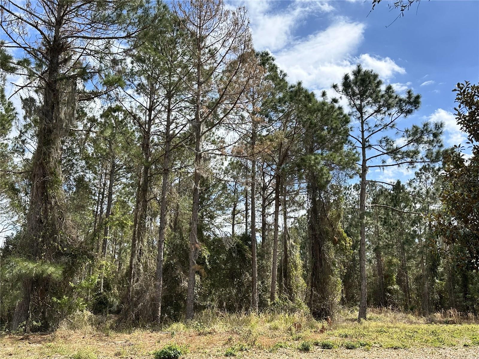 This generously sized lot in the guard-gated community of Bella Collina provides an excellent opportunity to design and build a home that suits your vision. With ample space and a peaceful setting, this homesite offers both privacy and scenic surroundings.
With no required timeframe to build, you can take your time selecting from one of Bella Collina’s seven custom home builders to create a home that fits your needs and lifestyle.
Bella Collina features a variety of amenities, including a Nick Faldo-designed 18-hole golf course, a full-service spa, a fitness center with 20+ weekly classes, tennis and pickleball courts, and a resort-style pool. Residents enjoy two on-site restaurants with indoor and outdoor dining, along with a calendar of year-round events.
Just 1.5 miles from Montverde Academy, this homesite provides easy access to the Florida Turnpike, Hwy 408, and 429 for convenient travel. With a variety of amenities and a welcoming community, this is a great opportunity to build your home. The $40,000 Sports Membership Deposit is included by the developer — contact us today to schedule a private tour of Bella Collina!