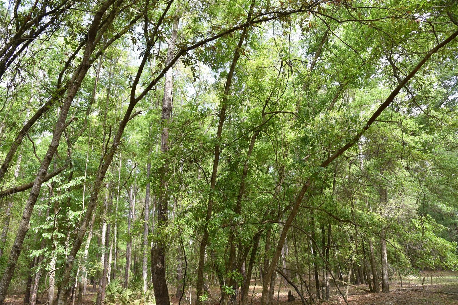 SILVER RIDGE SUB - Residential