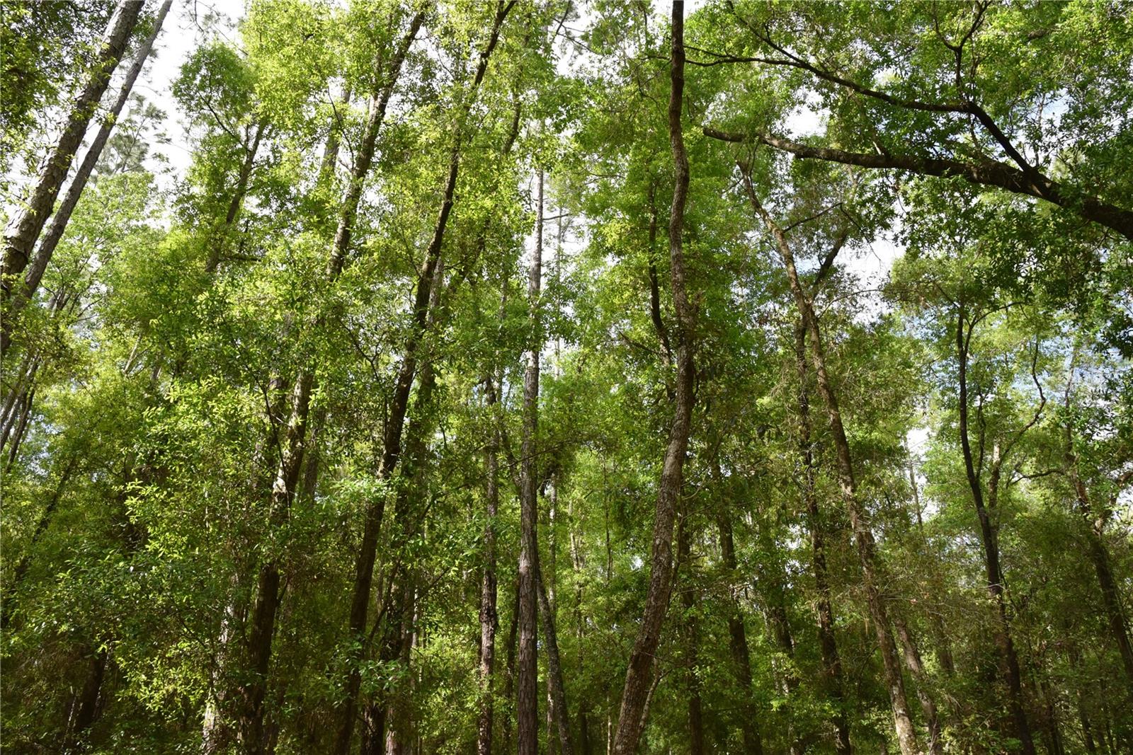 SILVER RIDGE SUB - Residential