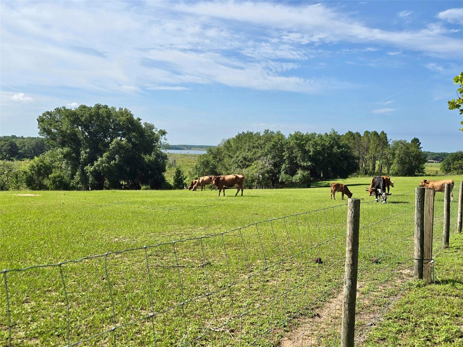 LAKE ELLA - Residential