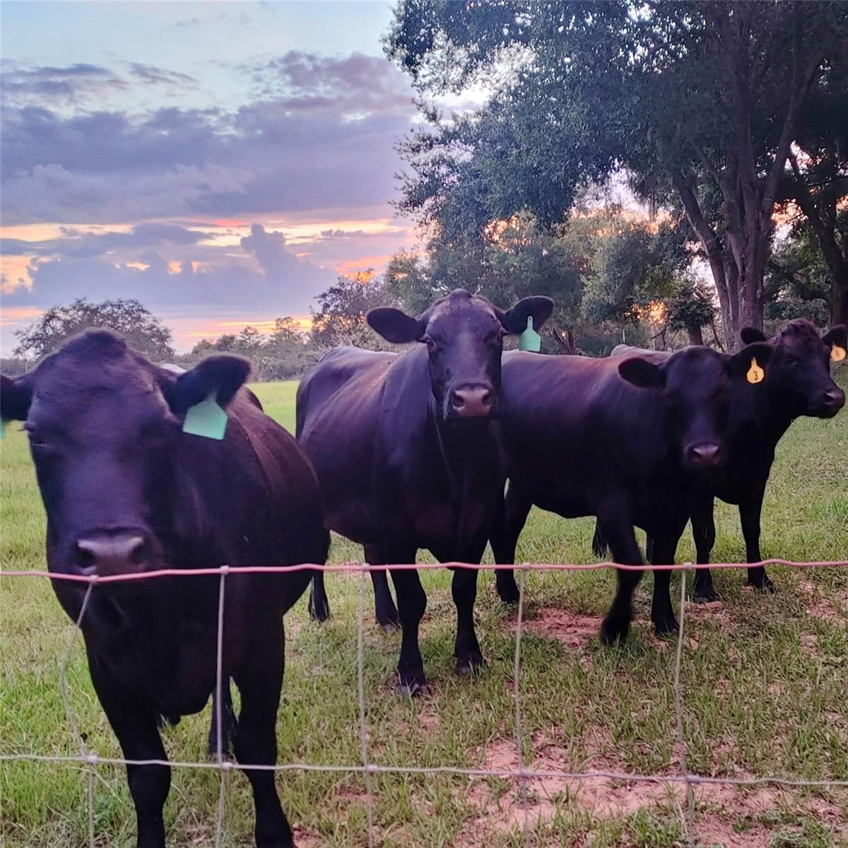 LAKE ELLA - Residential