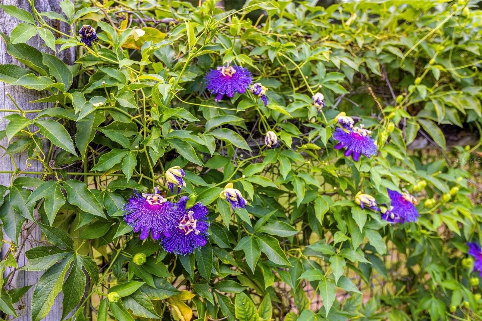 NORRIS - Residential