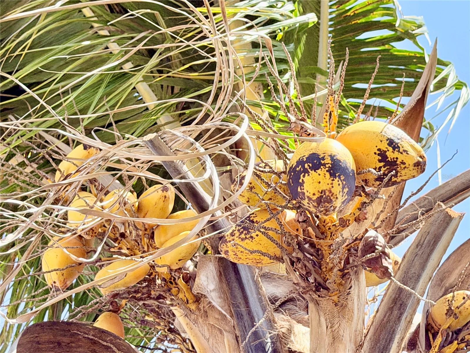 LOFTY PINE ESTATES - Residential