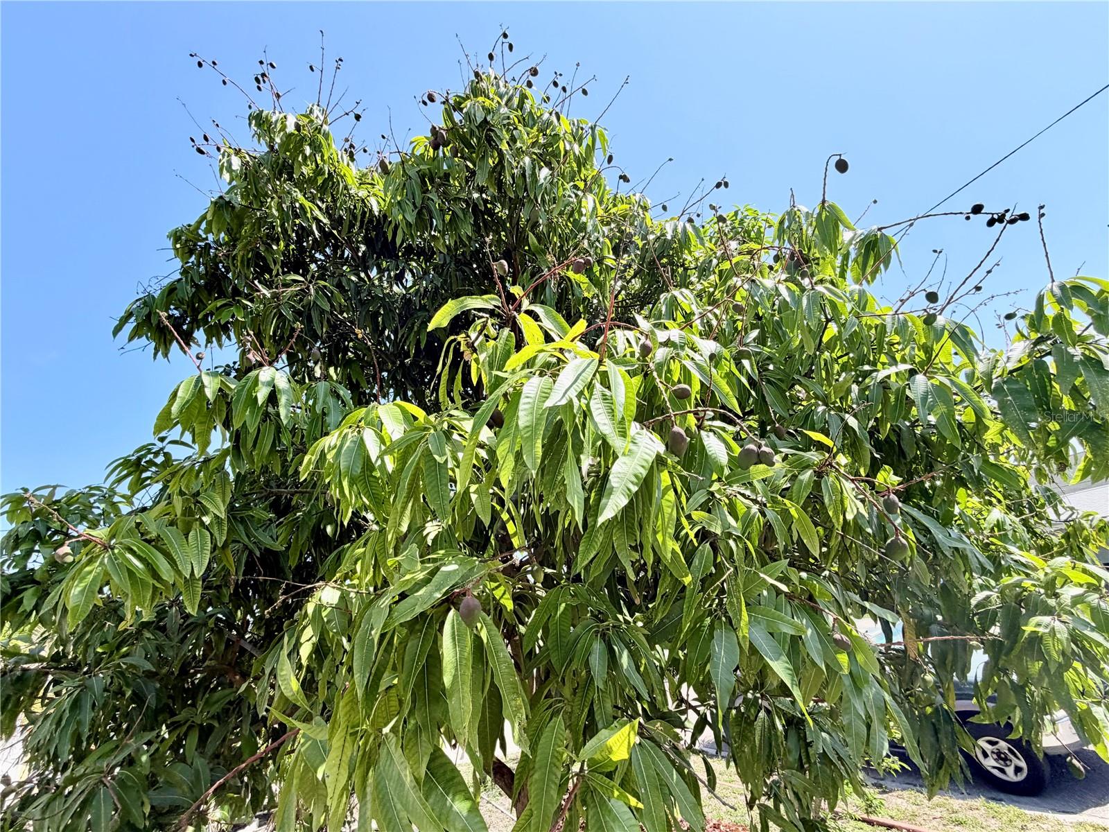 LOFTY PINE ESTATES - Residential