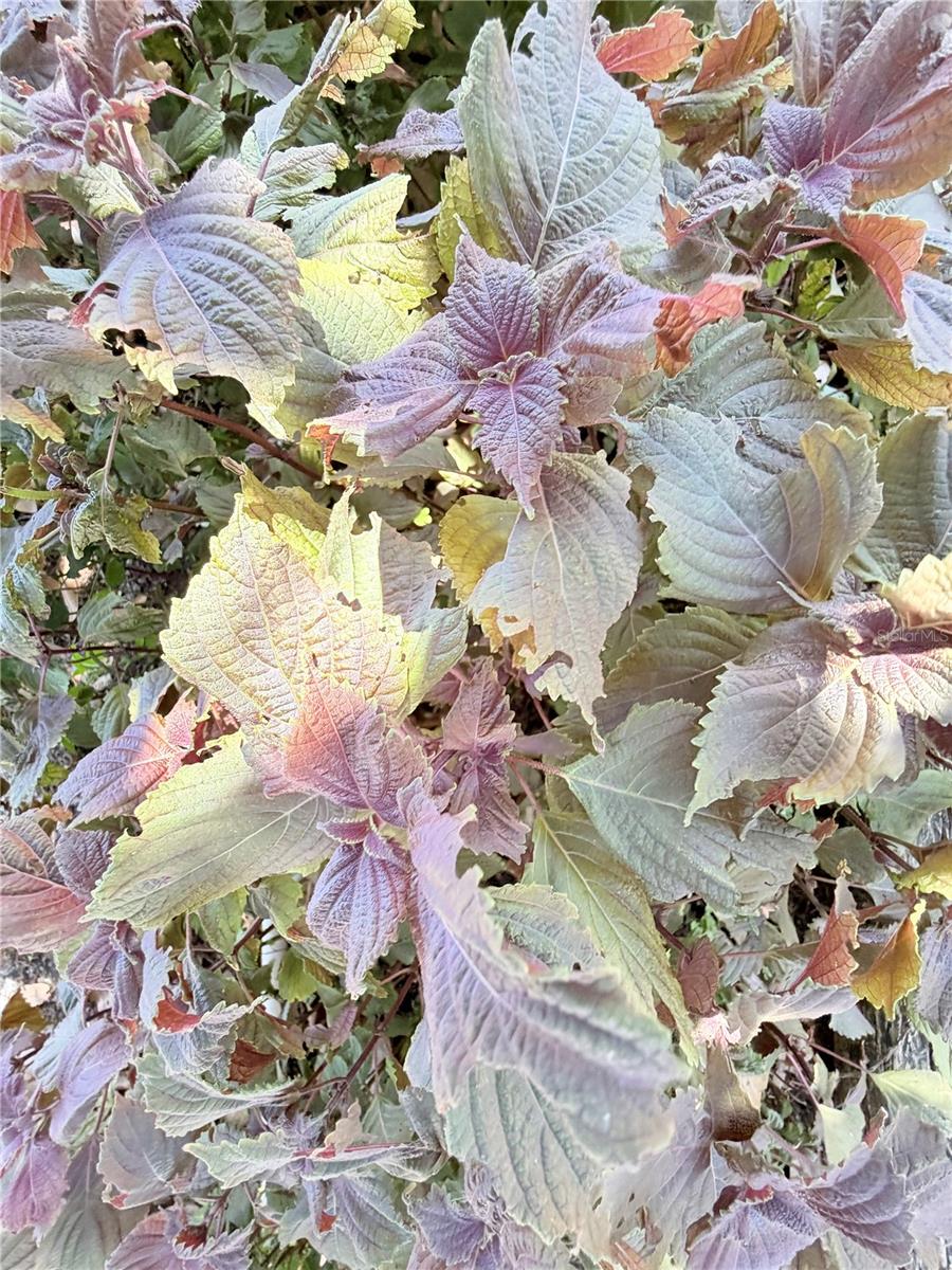 LOFTY PINE ESTATES - Residential