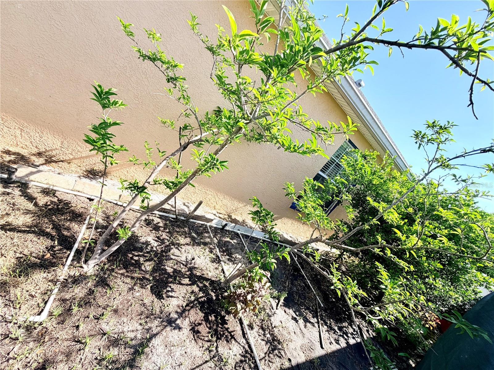 LOFTY PINE ESTATES - Residential