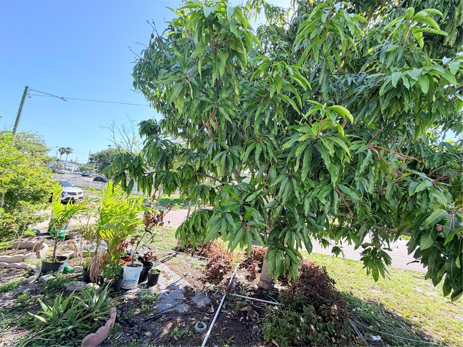 LOFTY PINE ESTATES - Residential