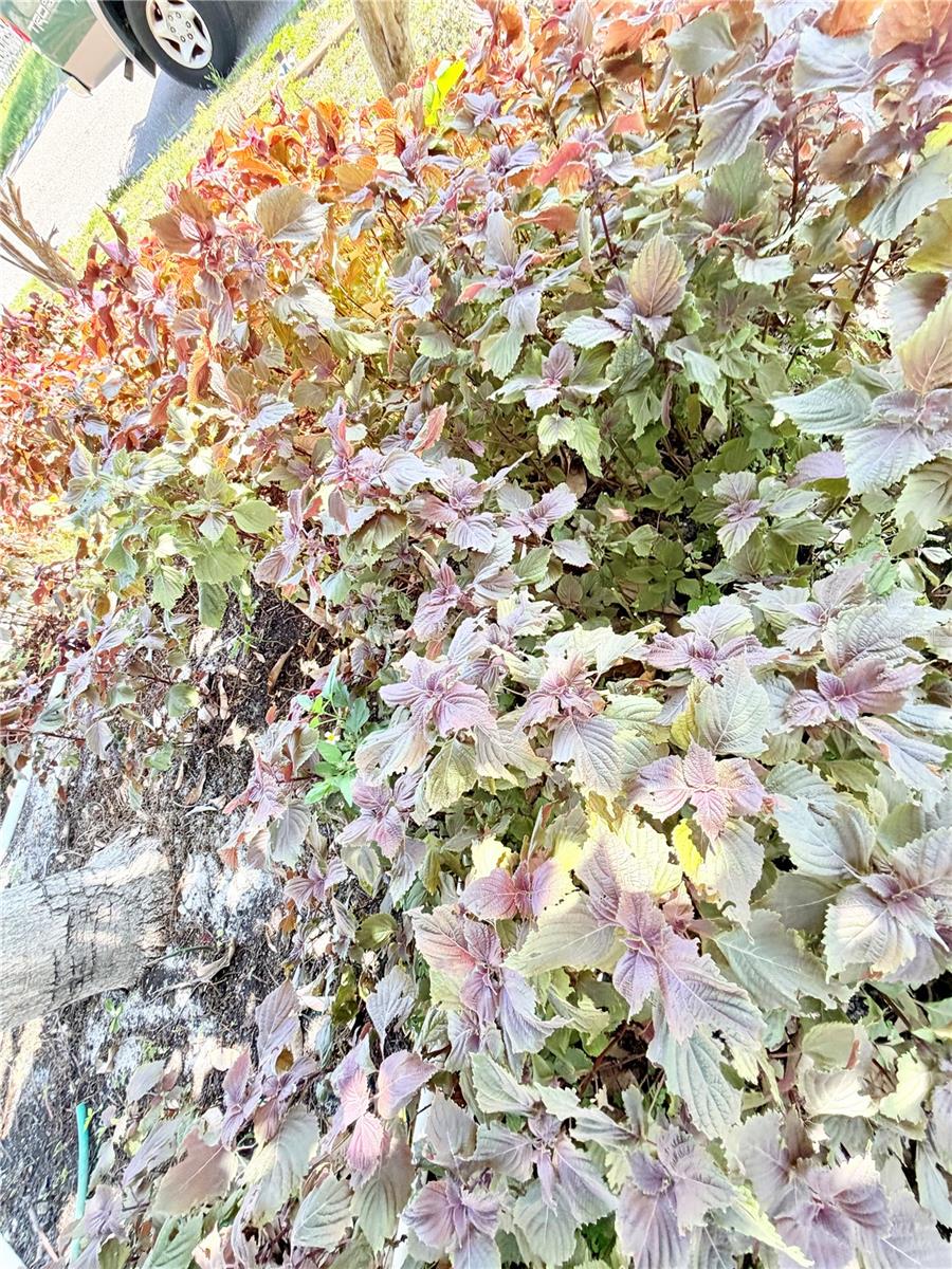 LOFTY PINE ESTATES - Residential