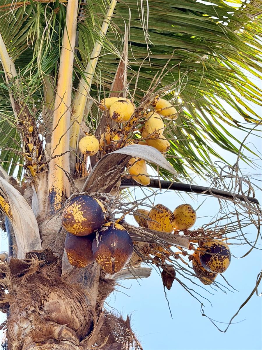 LOFTY PINE ESTATES - Residential