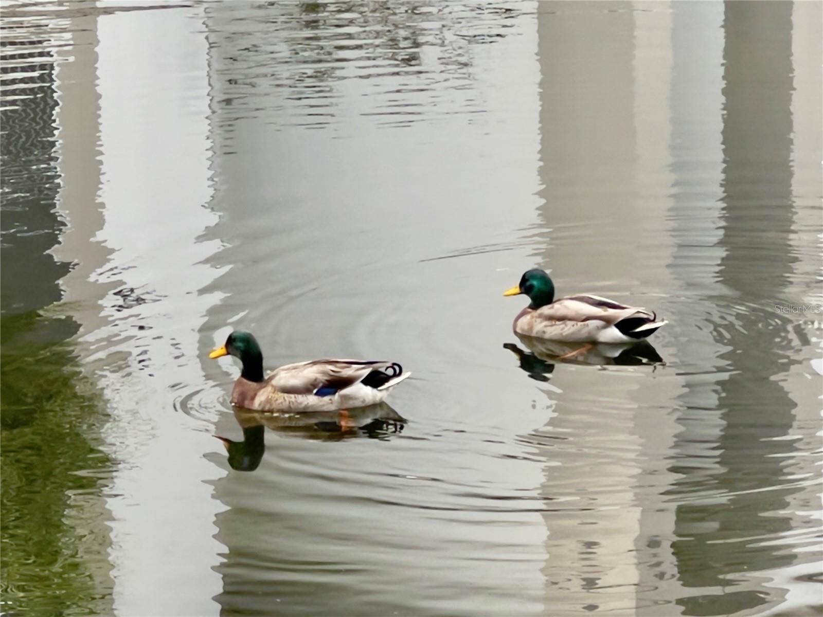 TERRA MIA COMMUNITY - Residential Lease