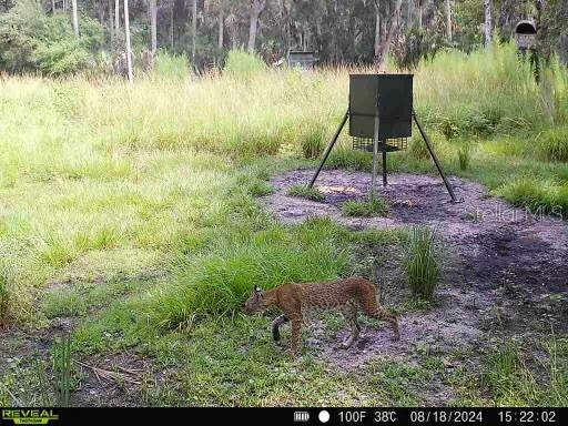 1040 CRACKER HAMMOCK