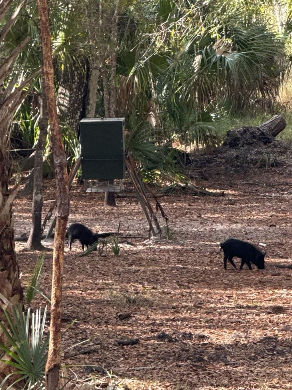 Photo of 1040 Cracker Hammock, Sebring, FL 33875 (MLS # TB8481598)