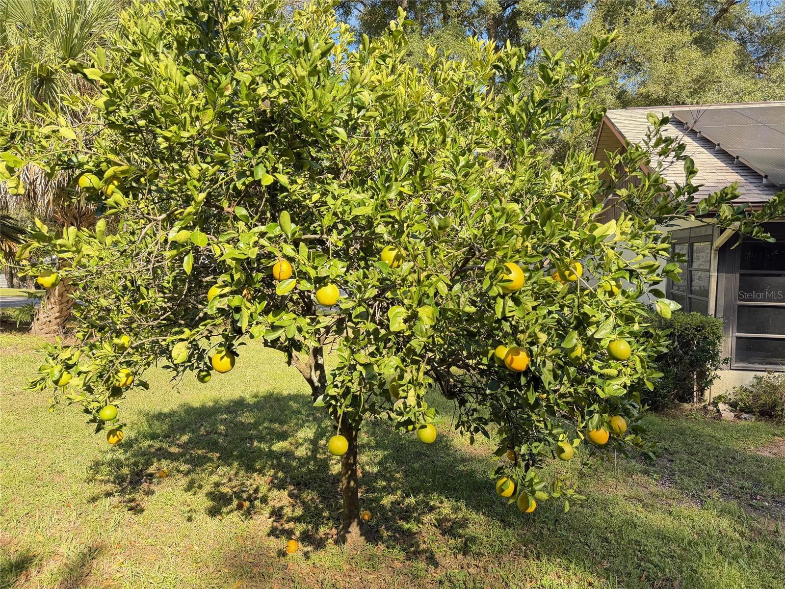 RAINBOW SPRINGS COUNTRY CLUB - Residential