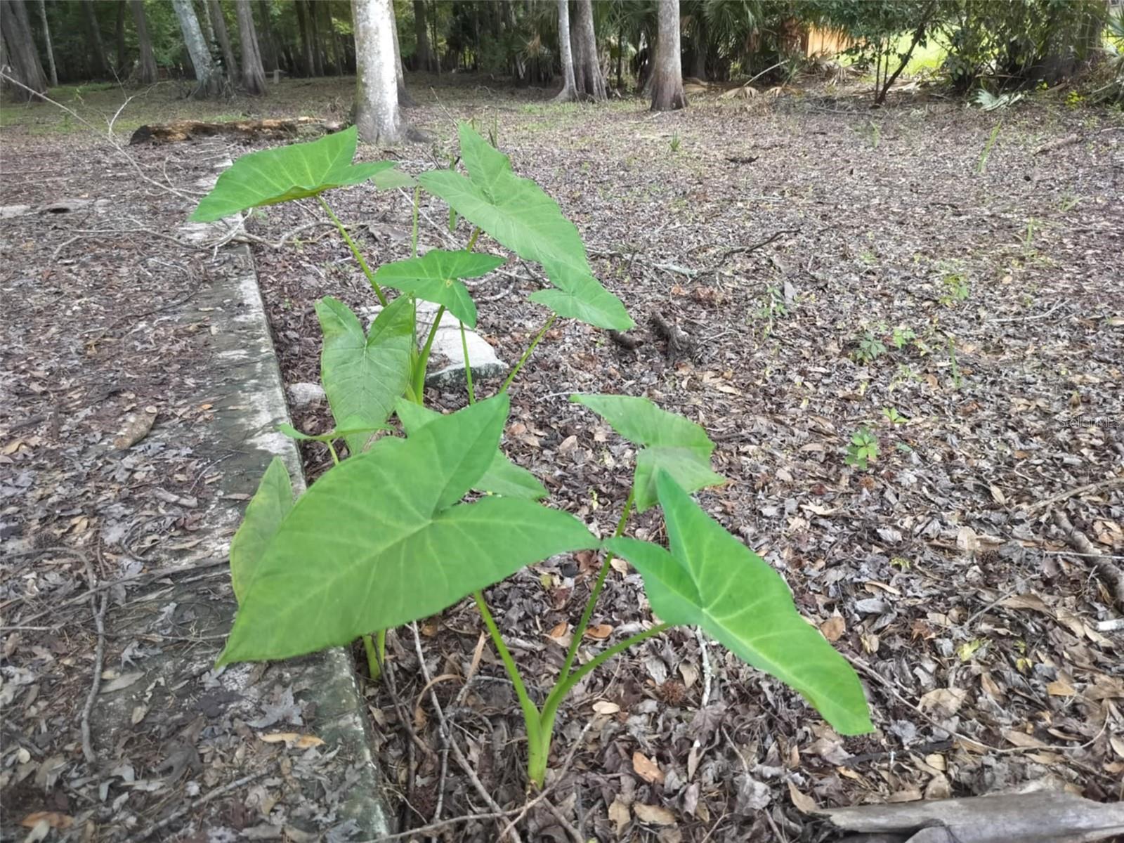 SHERWOOD FOREST UNREC - Land