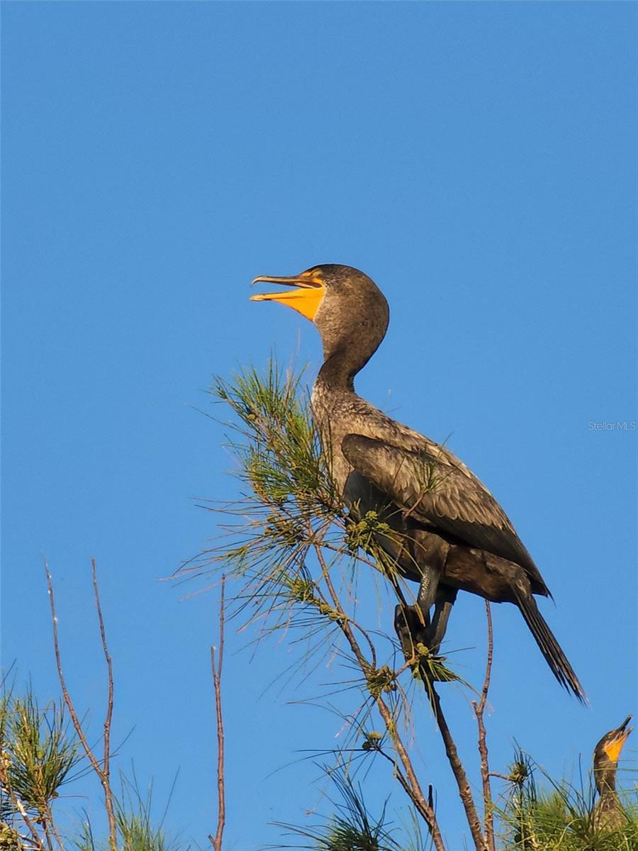 GULF ISLAND BEACH TENNIS - Residential Lease