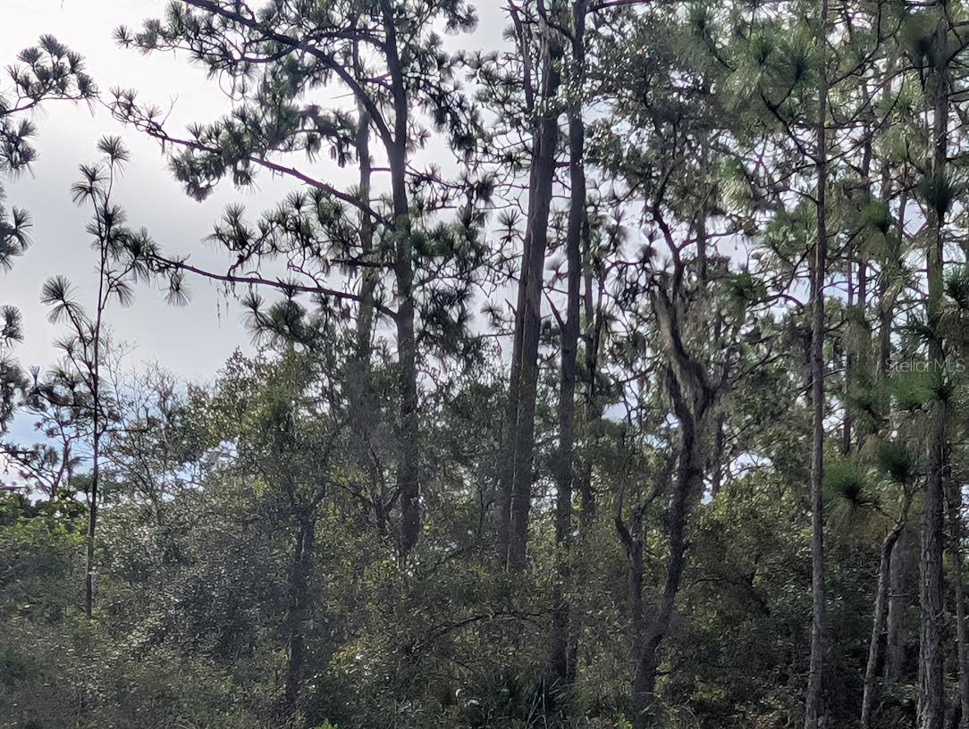 INDIAN LAKE ESTATES - Land