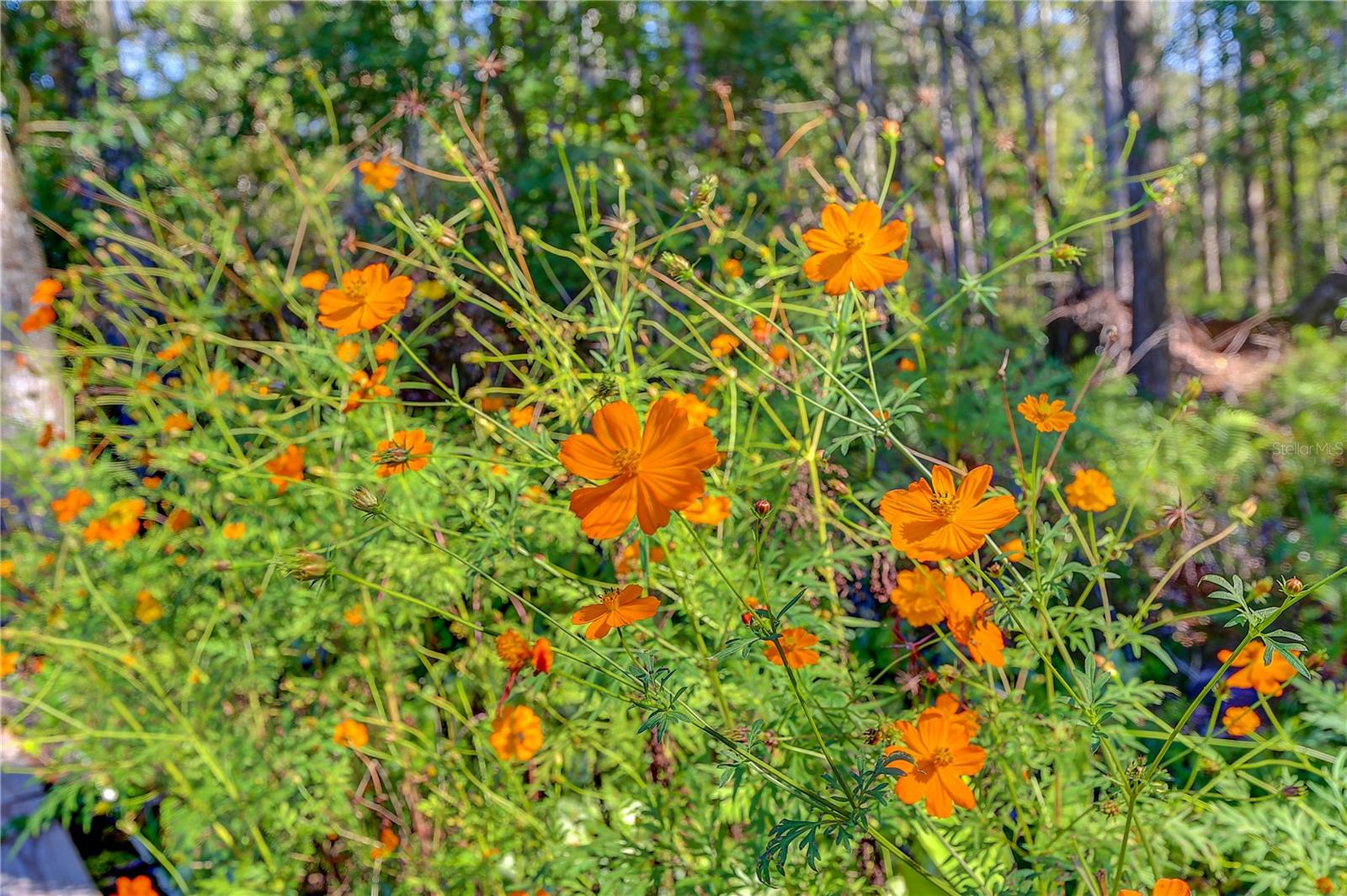 QUAIL RIDGE - Residential