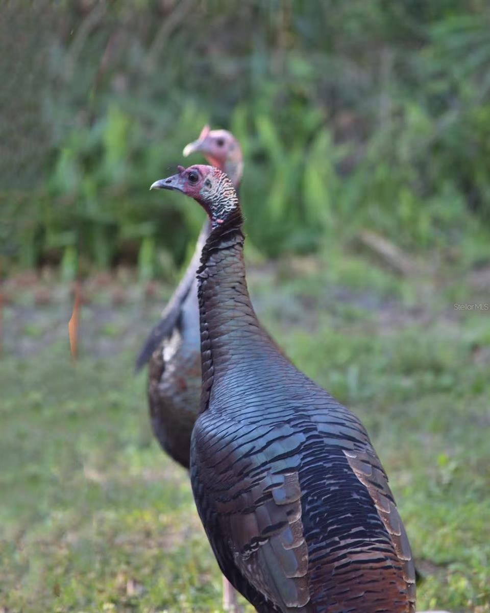 QUAIL RIDGE - Residential