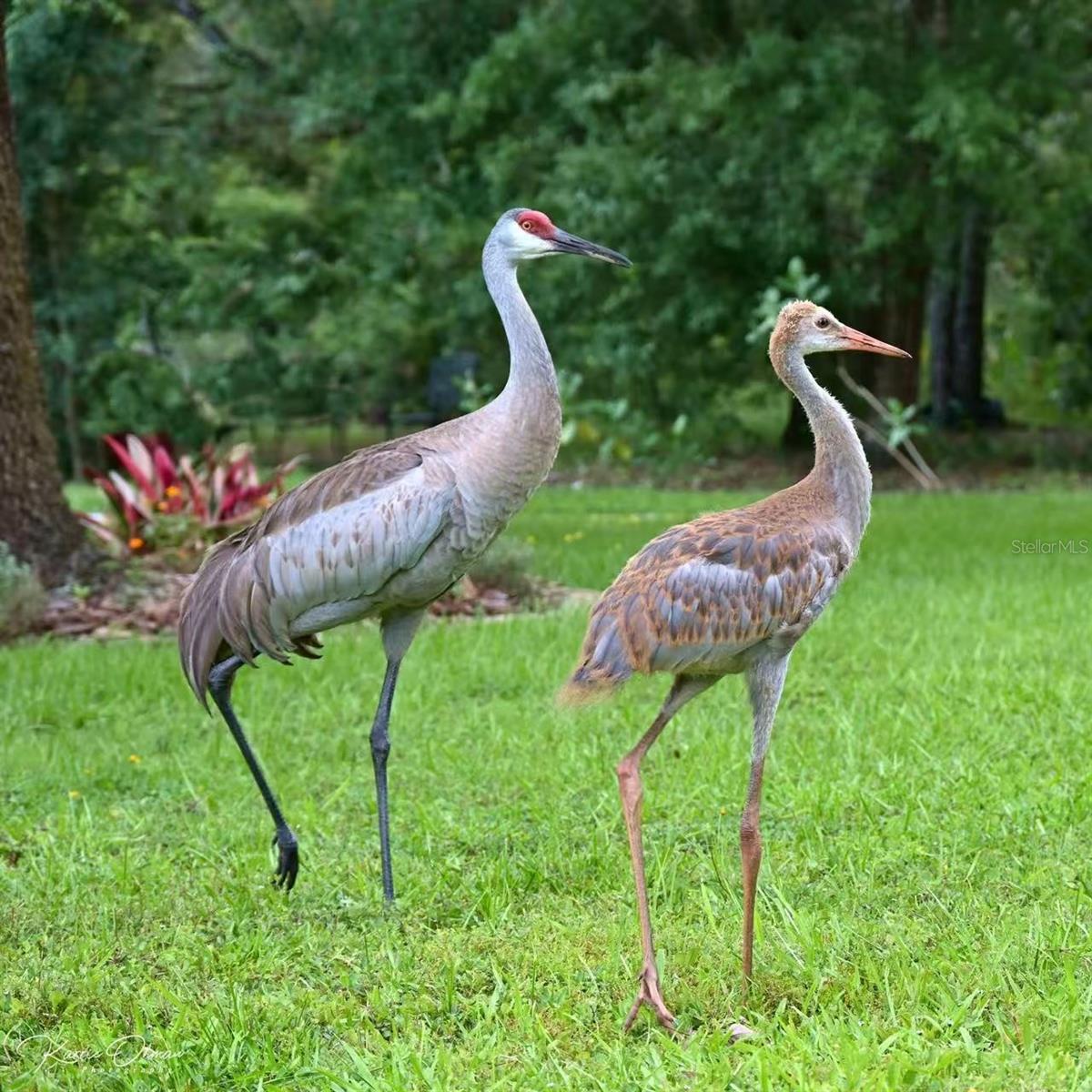 QUAIL RIDGE - Residential