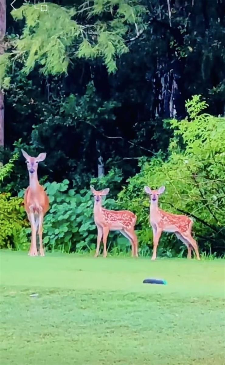 QUAIL RIDGE - Residential