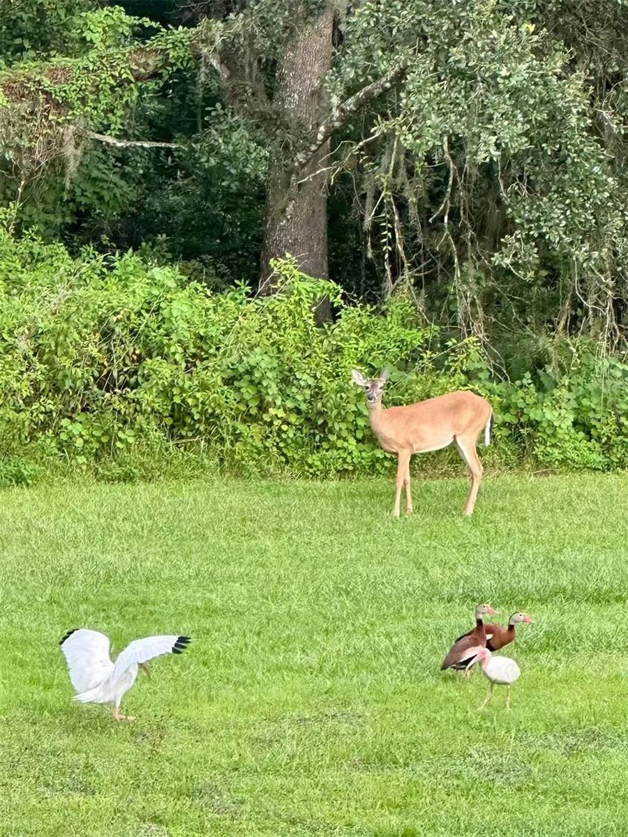 QUAIL RIDGE - Residential