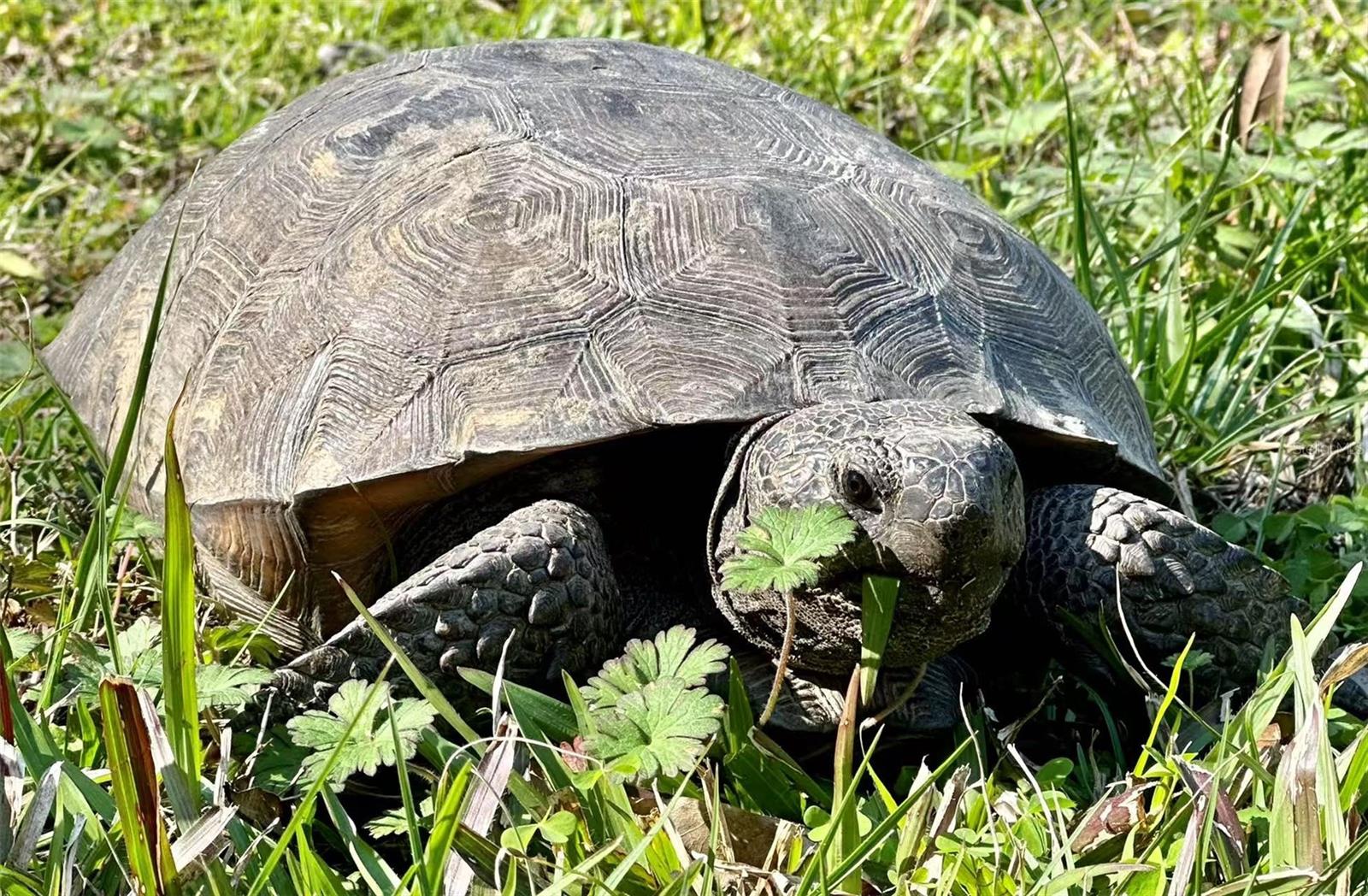 QUAIL RIDGE - Residential