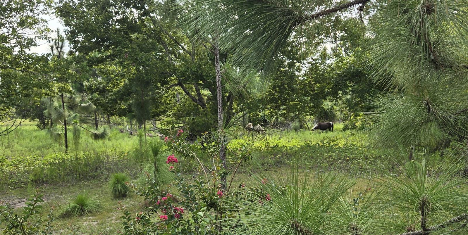 THE PINELANDS - Land