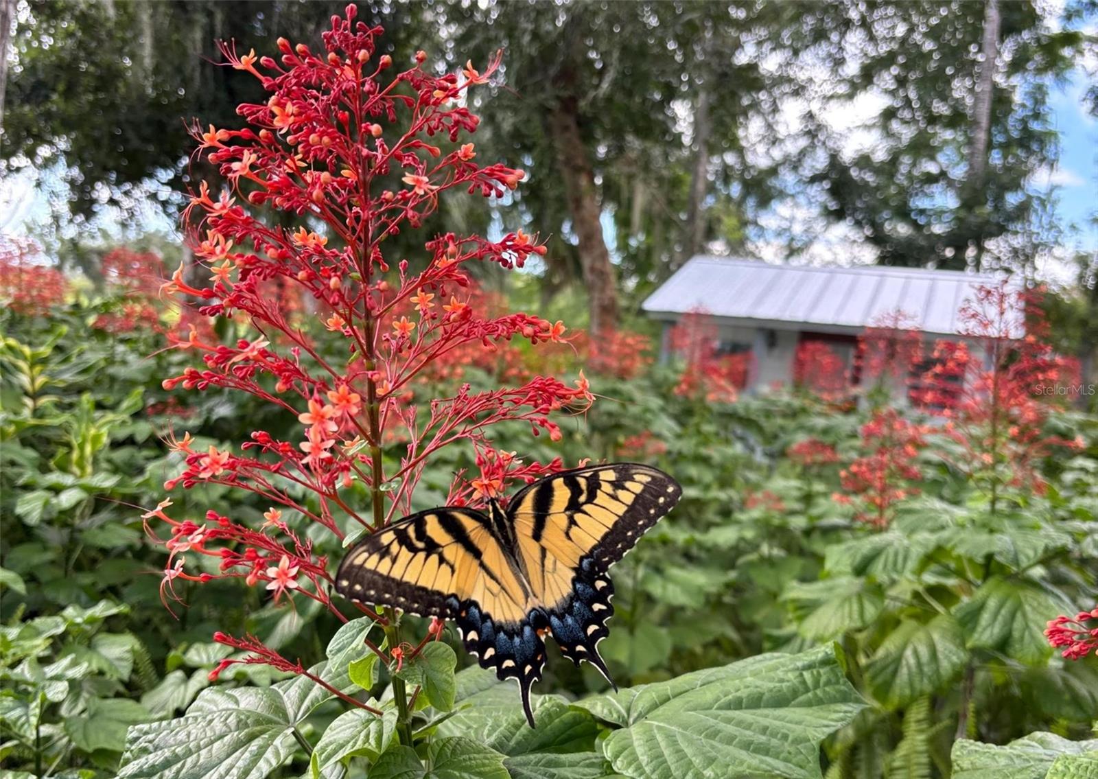 MYAKKA VALLEY RANCHES - Residential