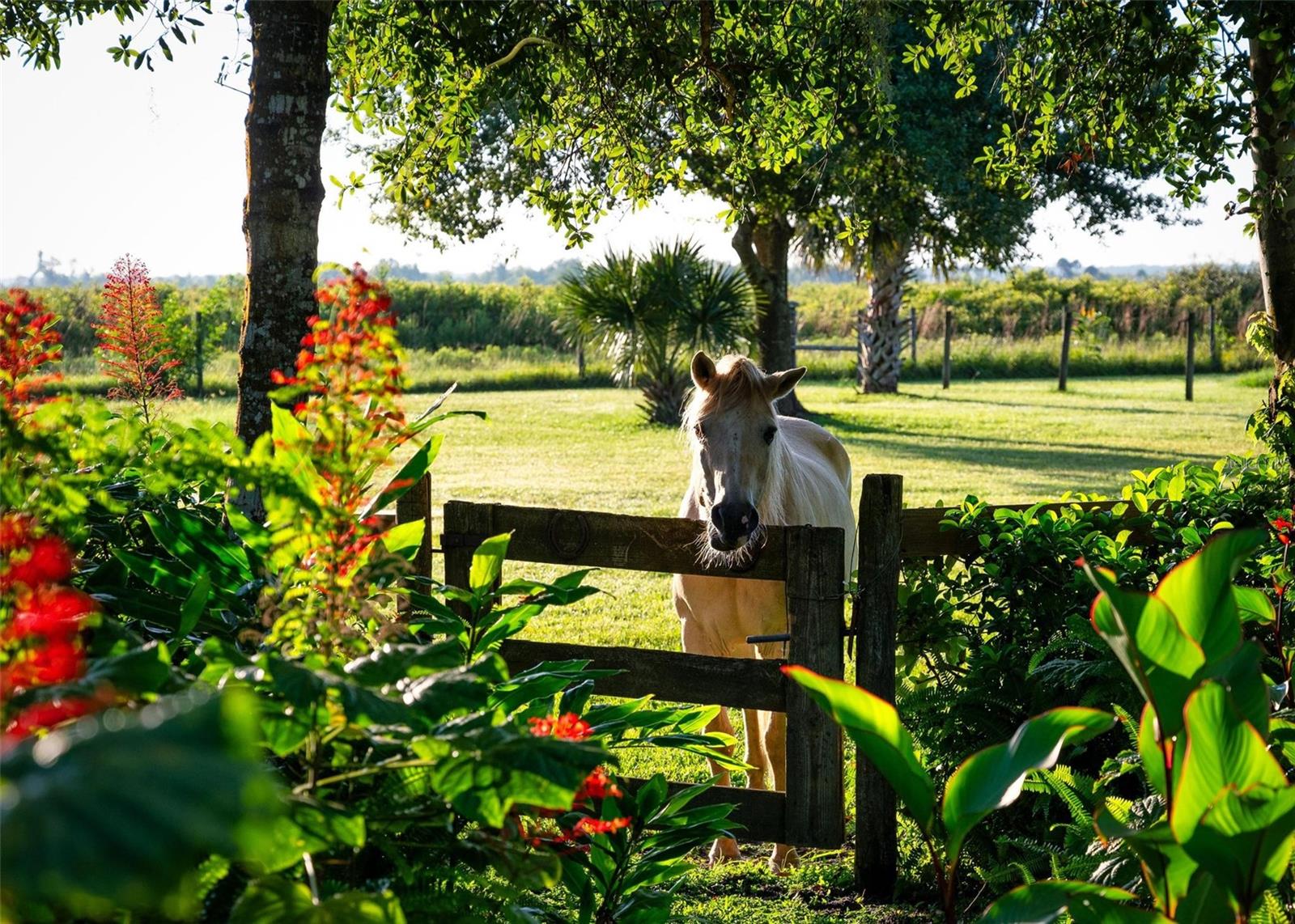 MYAKKA VALLEY RANCHES - Residential