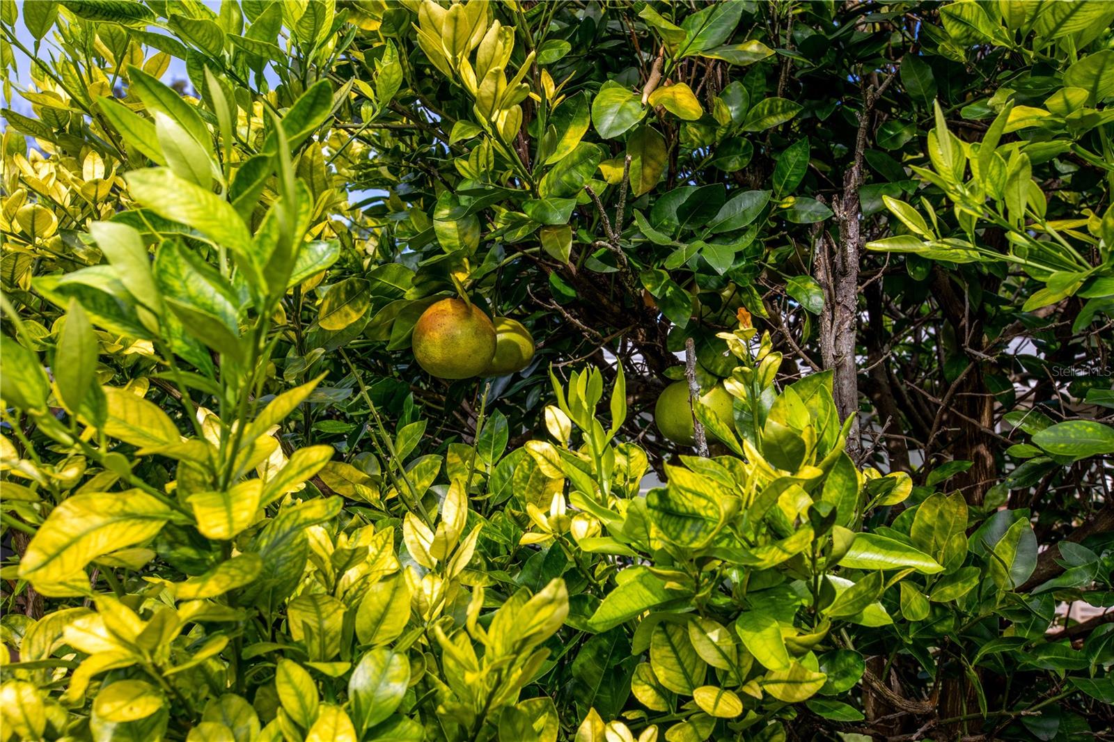 OAKS OF KANAPAHA - Residential