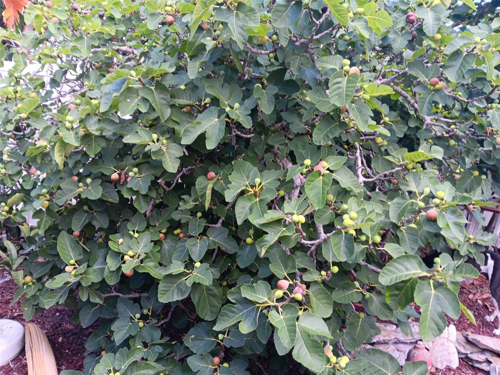 HERNANDO BEACH - Residential