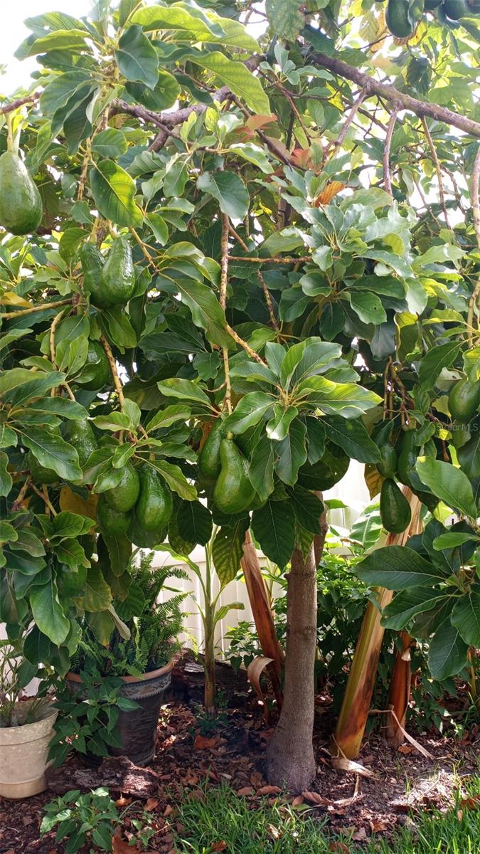 HERNANDO BEACH - Residential