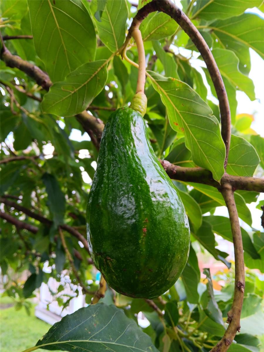 HERNANDO BEACH - Residential