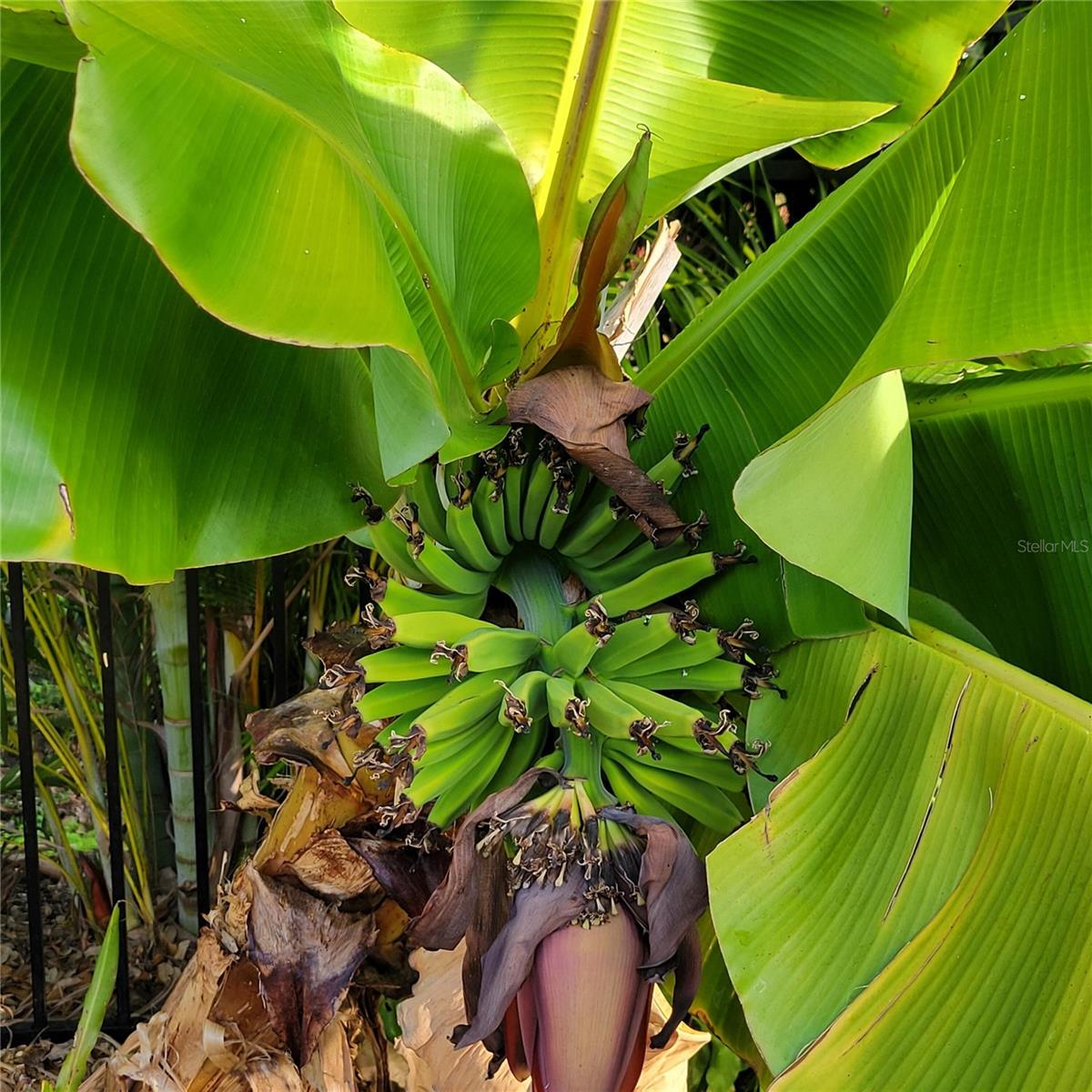 SOUTH VENICE - Residential