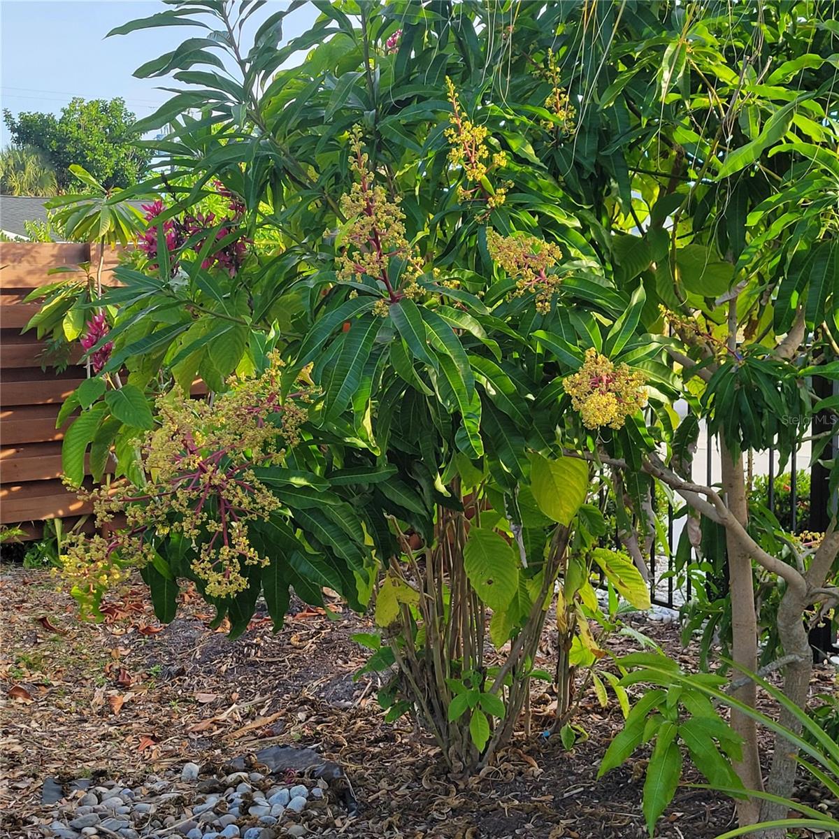 SOUTH VENICE - Residential