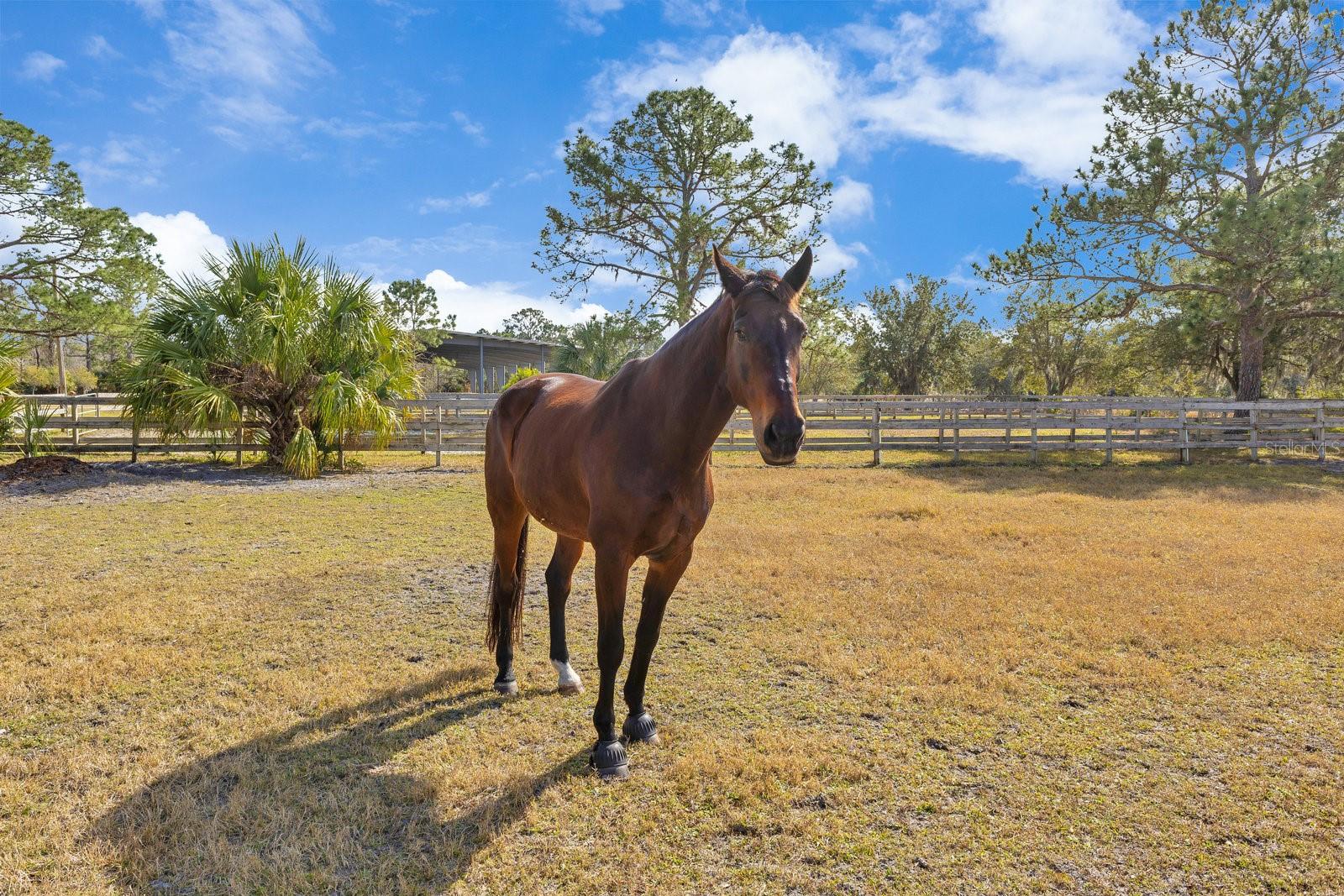 ST JOHNS RANCH ESTATES - Residential