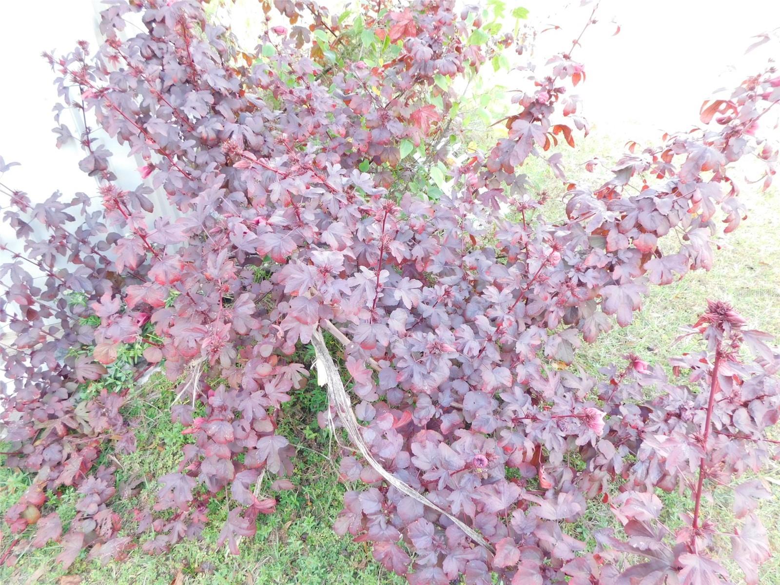 GENES LITTLE ACRES - Land