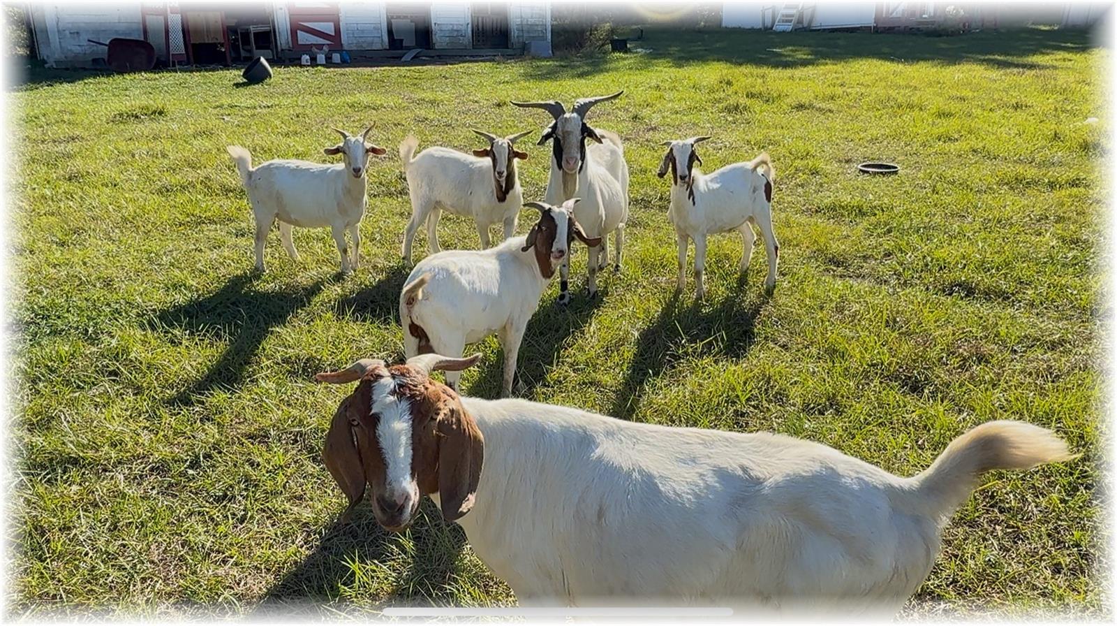 LAKE WEIR OAKS - Residential