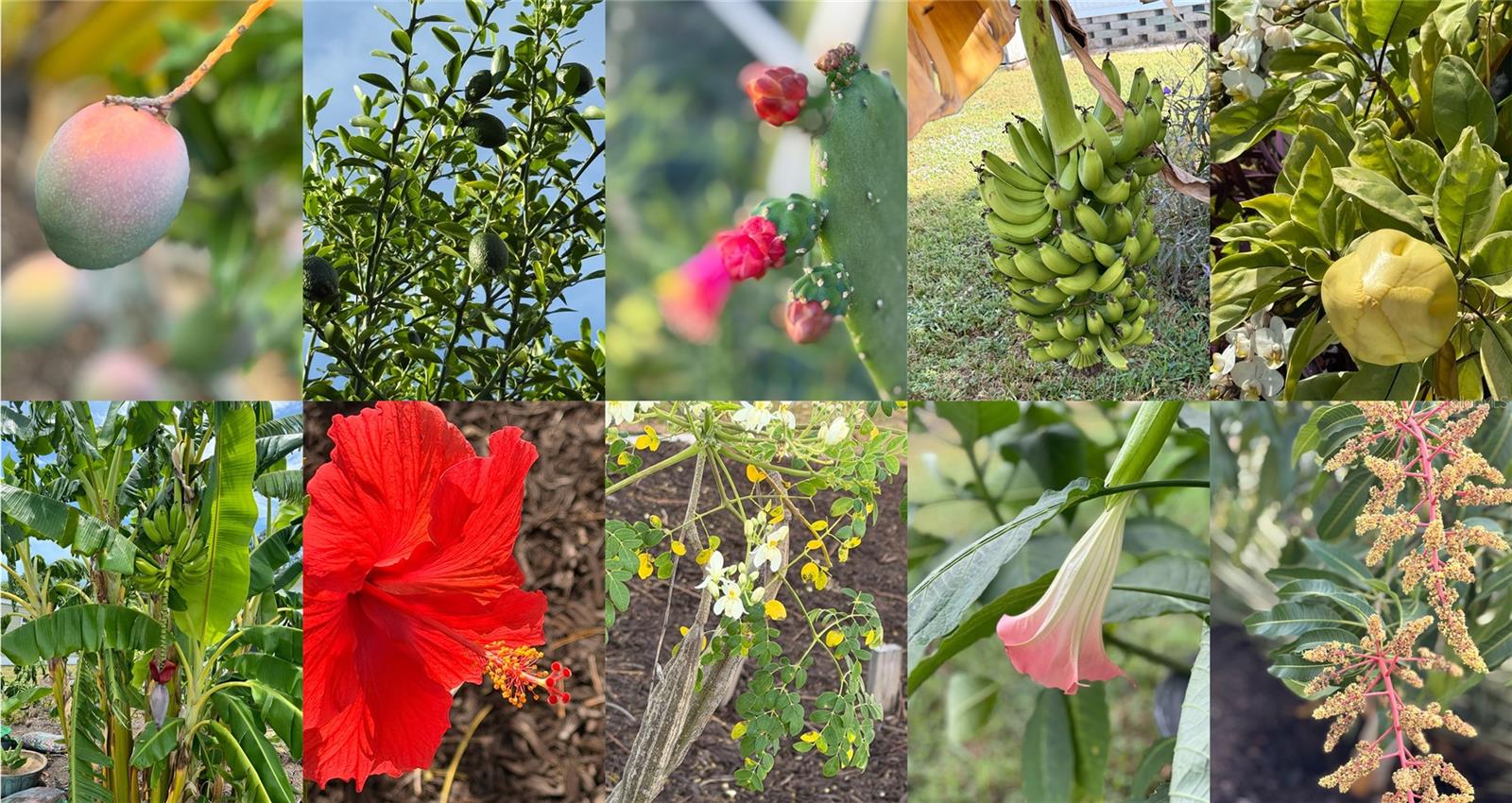 CHATEAU VILLAGE CO-OP - Residential