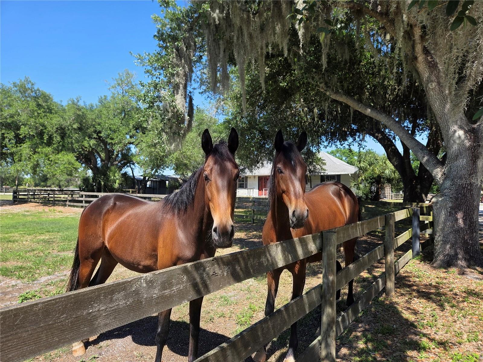 SADDLE CREEK - Residential