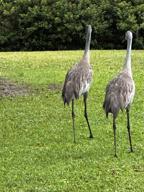 Tiny photo for 15225 NE 246th Avenue, Salt Springs, FL 32134 (MLS # OM706819)