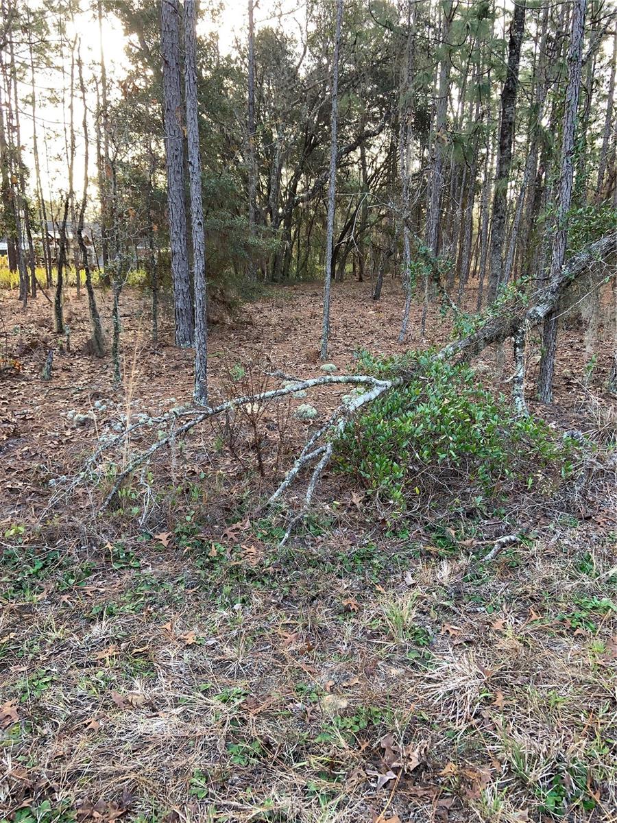 Great Buildable lot in desirable Silver Springs Shores.
Do Not Miss your opportunity to secure your property at such a low price!
The listing agent is the property owner.
