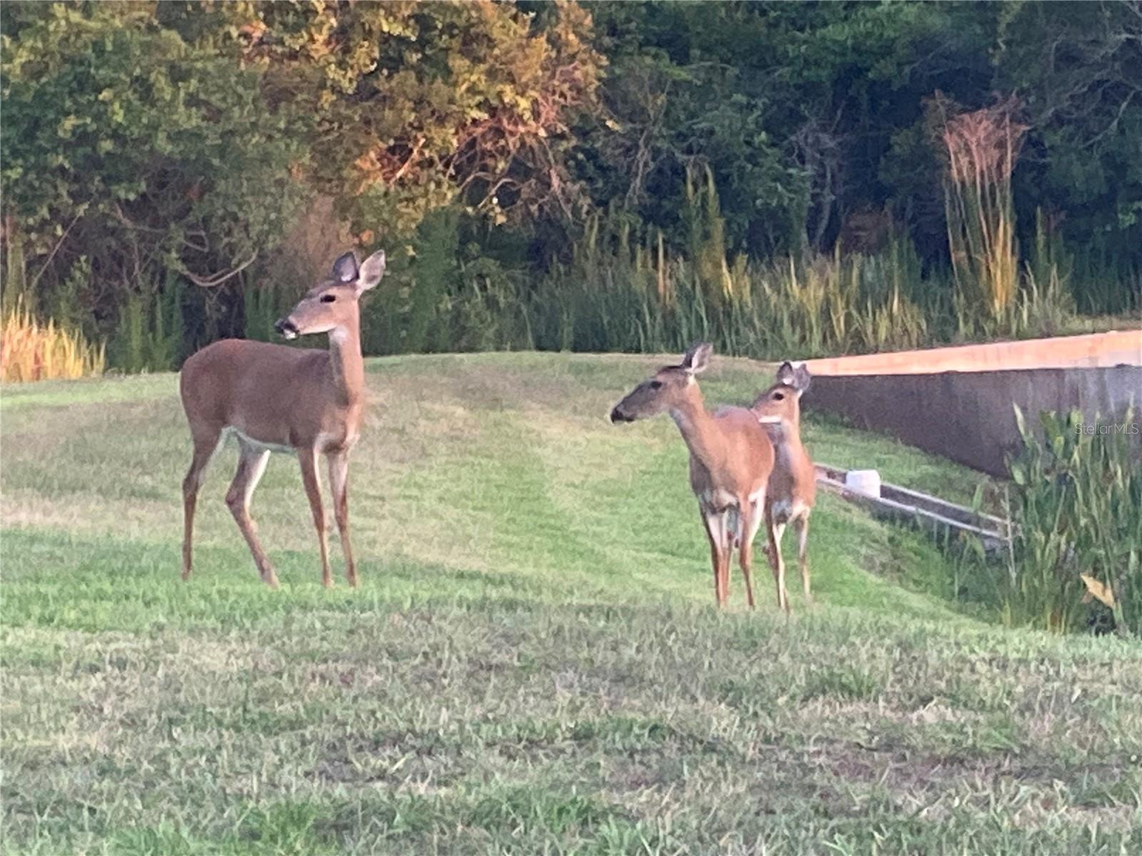 SOLIVITA PH 5F - Residential