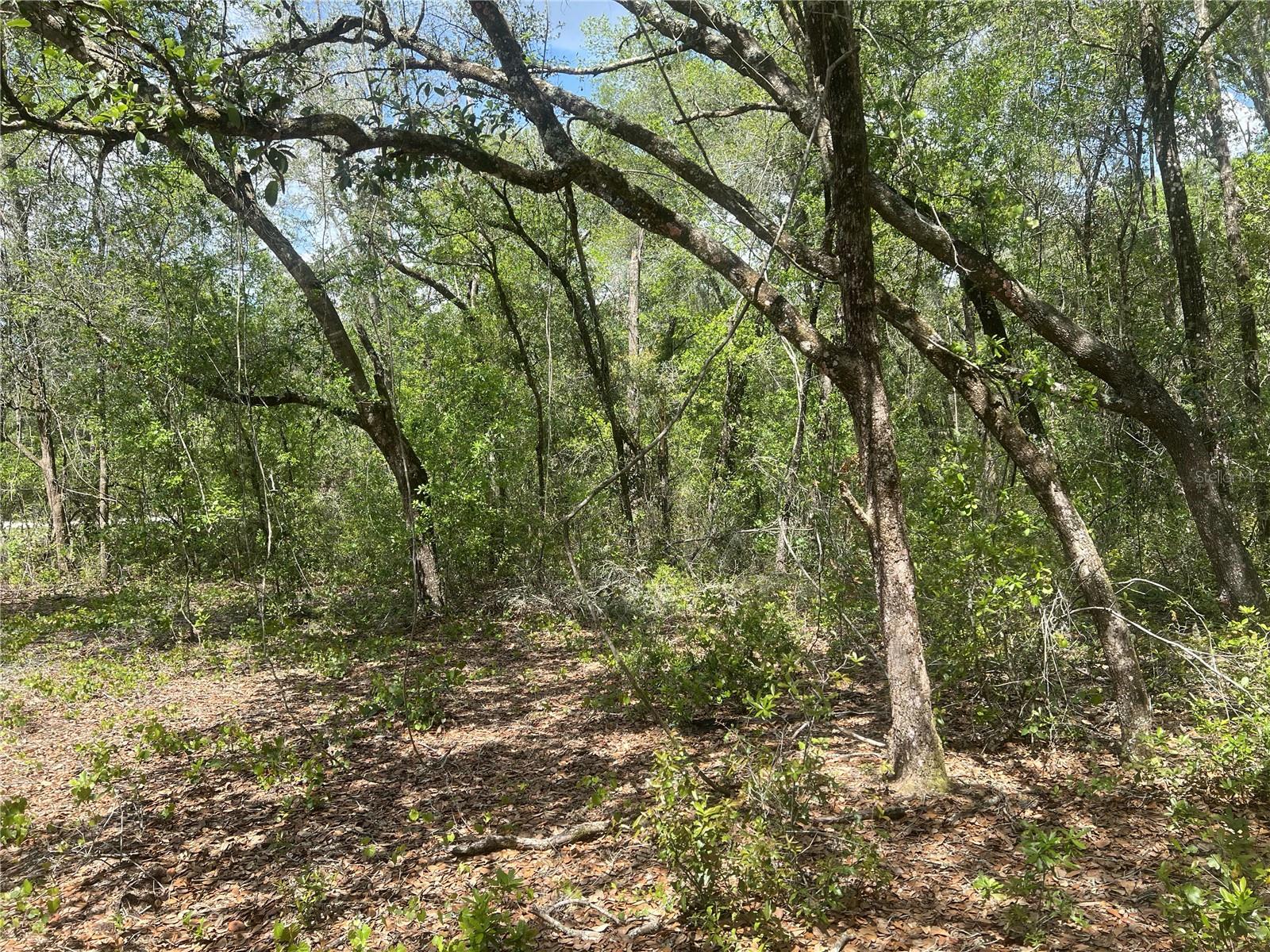 Great opportunity to purchase nicely wooded single family residential lot in the nice, private Inverness Village neighborhood. Super location, only 5 blocks to Whispering Pines City Park with tons of amenities. Close to SR 44 with Publix, Winn Dixie, several restaurants, and shopping. Buy, build or hold for investment - Don't miss this one