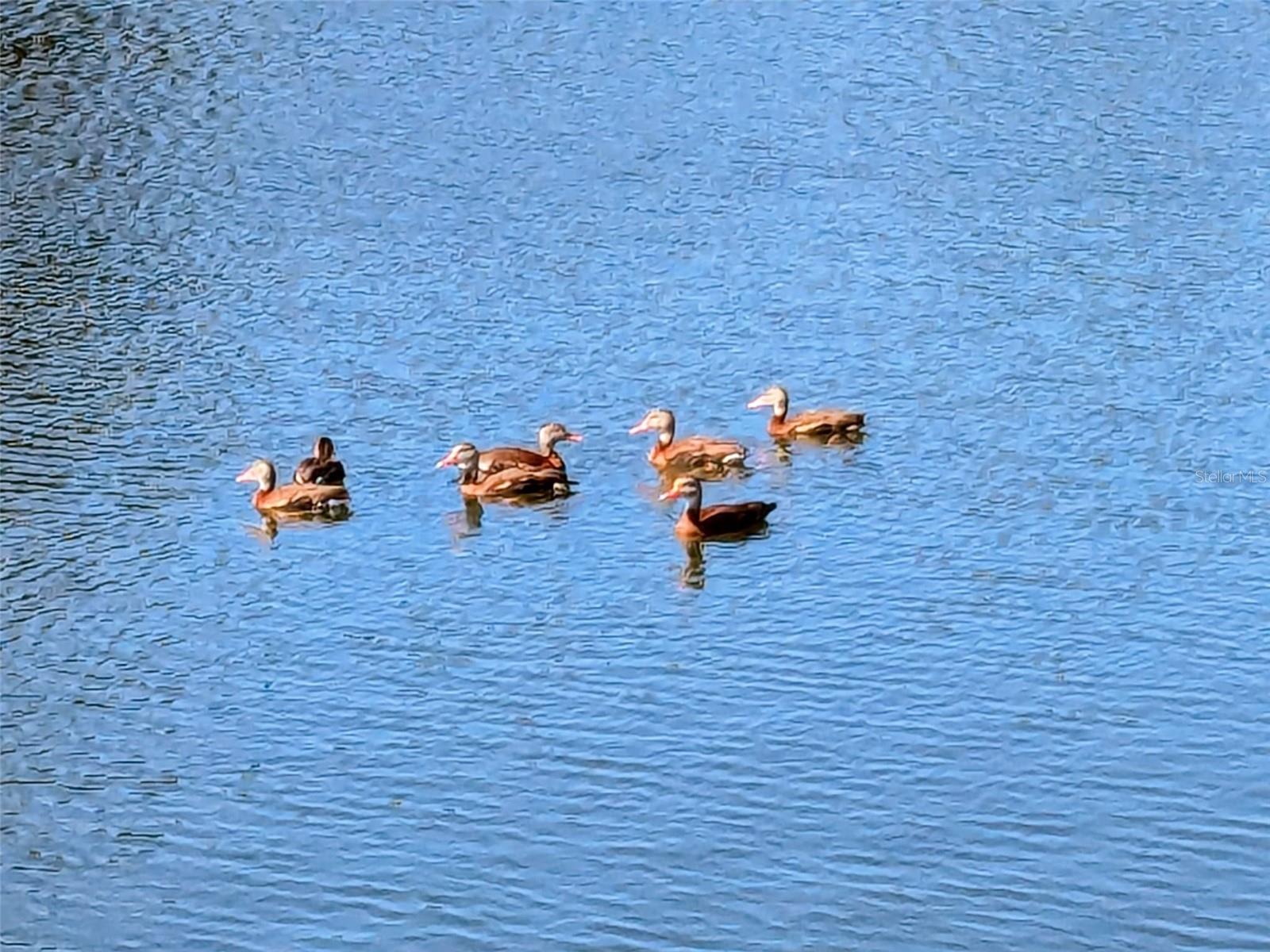 SOUTH GATE RIDGE 03 - Residential